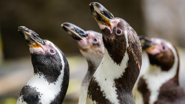 Foto: Petr Hamerník, Zoo Praha