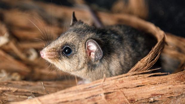 Mountain Pygmy-possum. Photo: Miroslav Bobek