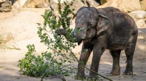 Foto: Petr Hamerník, Zoo Praha