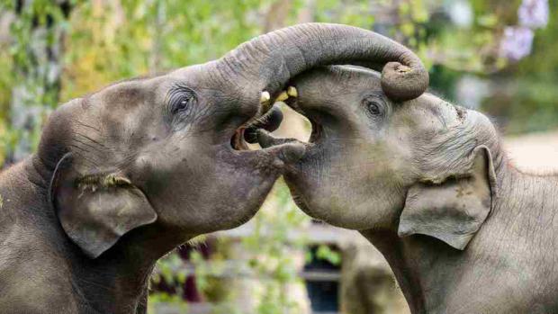 Foto: Petr Hamerník, Zoo Praha