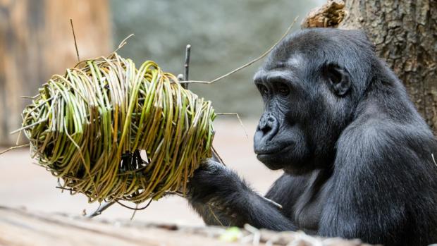 Enrichment stimuluje zvířata k pohybové i mentální aktivitě a podporuje jejich přirozené chování. Pomlázku dostanou na Velikonoční pondělí v Zoo Praha třeba sloni, velké želvy či gorily. Na snímku z Rezervace Dja je samec gorily nížinné Ajabu, který se v dubnu dožívá věku deseti let. Foto Petr Hamerník, Zoo Praha