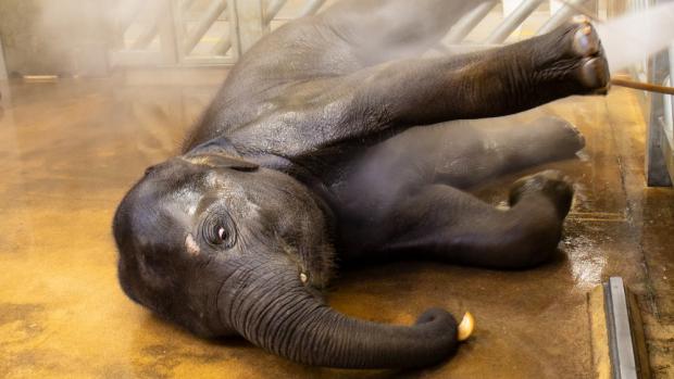 Chovatelé ze Zoo Praha nejprve slůňata (na snímku starší Max) v rámci ranní hygieny pořádně osprchují, pak přijde na řadu pedikúra. Foto: Miroslav Bobek, Zoo Praha.