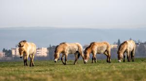 První klisny koně Převalského v dubnu 2021 na Dívčích hradech. Foto: Oliver Le Que, Zoo Praha