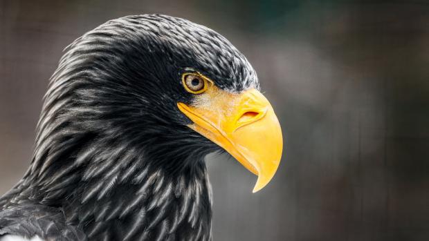 Eagle Matyáš, photo: Tomáš Adamec, Prague Zoo