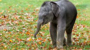 Foto: Petr Hamerník, Zoo Praha