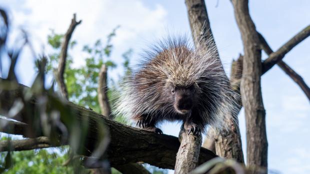 Mládě urzona kanadského, foto: Oliver Le Que, Zoo Praha