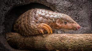 As of this afternoon, visitors to Prague Zoo can admire a pair of Chinese pangolins. Pictured here is the male Guo Bao. Photo Petr Hamerník, Prague Zoo