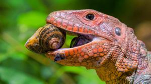 Silné čelisti vybavené krátkými, dlaždicovitými „stoličkami“ slouží dracénám jako louskáček. Foto Petr Hamerník, Zoo Praha 