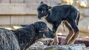 Matka novorozeného beránka už úspěšně odchovala jedno mládě a o to nynější pečuje také dobře. Foto: Petr Hamerník, Zoo Praha