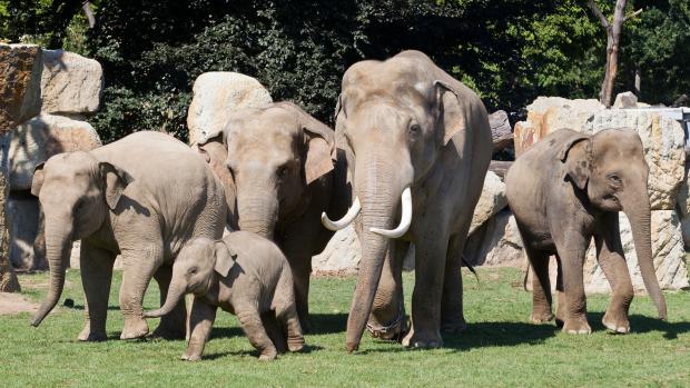 Foto: Petr Hamerník, Zoo Praha