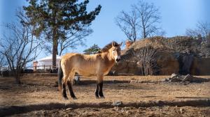 Koně Převalského chová Zoo Praha přes 90 let a hraje klíčovou roli v jeho návratu do mongolských stepí. Poslední divoký kůň světa se letos vrátí i do volné přírody Kazachstánu, avšak ještě předtím – již tuto sobotu – i do Troji. Foto: Oliver Le Que, Zoo Praha