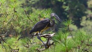 Volavka císařská patří k nejohroženějším ptákům planety. Na území Bhútánu žije necelých třicet jedinců. Autor: Royal Society for the Protection of Nature Bhutan