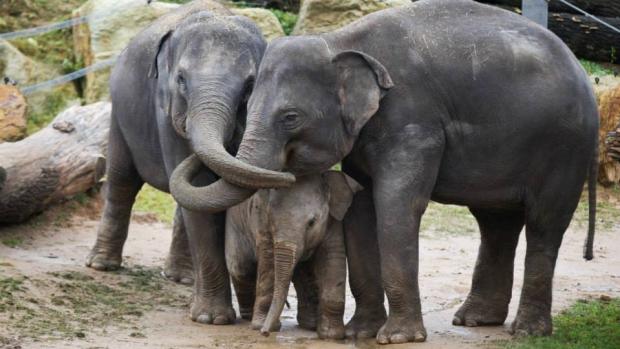 V Údolí slonů se stále něco děje. Foto: Tomáš Adamec, Zoo Praha