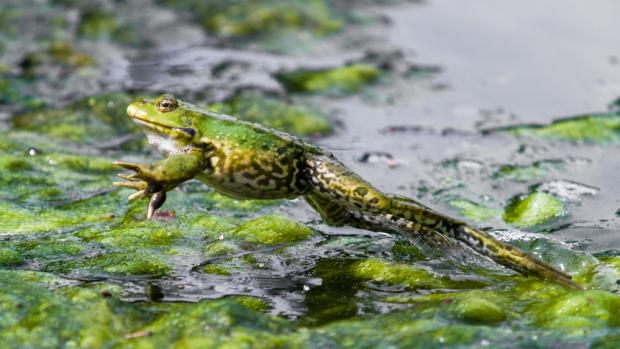  European marsh frog at Prague Zoo. Photo: Petr Hamerník, Prague Zoo