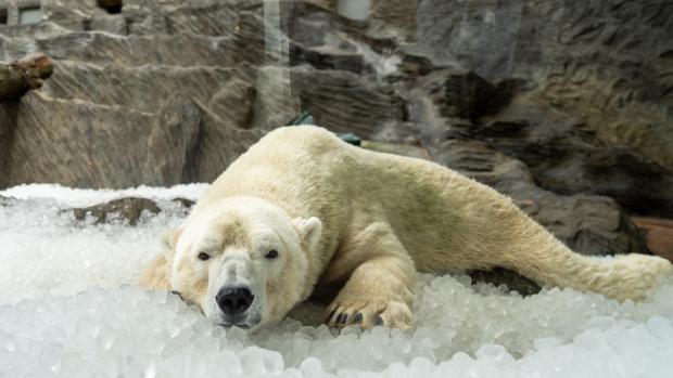 Ledové osvěžení u ledních medvědů v Zoo Praha. Foto: Oliver Le Que