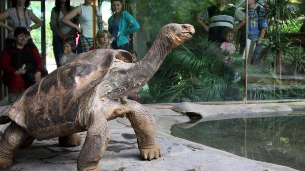 Želva sloní pinzónská je na Červeném seznamu zařazena jako vyhynulá v přírodě. Foto © Tereza Mrhálková, Zoo Praha