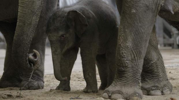 Sita, foto: Tomáš Adamec, Zoo Praha