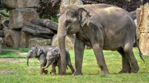 Při oslavách Světového dne slonů v Zoo Praha na návštěvníky čeká bohatý program s celou sloní rodinou. Nebude chybět koupání slonic a také předání dárku v podobě nového enrichmentového prvku. Foto: Petr Hamerník, Zoo Praha.