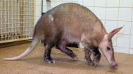 The aardvark female Pieta today. Photo Miroslav Bobek