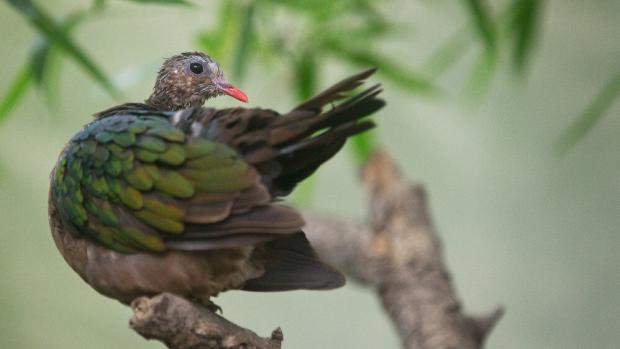 Holub zelenokřídlý. Foto: Tomáš Adamec, Zoo Praha