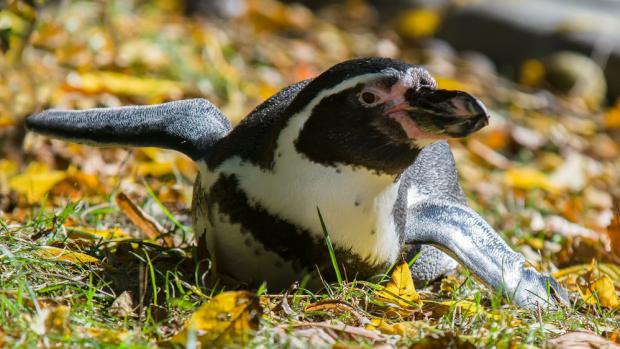 Po projevech lásky či soubojích si tučňáci rádi odpočinou. Foto Petr Hamerník, Zoo Praha