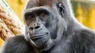 Самочка Дуни, дочь нашей знаменитой гориллы Мои, приедет в Пражский зоопарк, где у нее появится возможность родить собственных детенышей. Фото Луциа Гандарийас