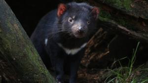 Pozoruhodní ďáblové medvědovití se stali symbolem Tasmánie. Zároveň mají stěžejní význam pro fungování tamního ekosystému. Foto: Miroslav Bobek, Zoo Praha
