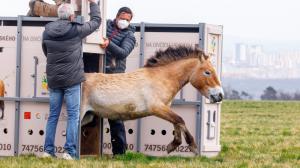 Jako třetí v pořadí vyběhla z transportní bedny Xicara, klisna narozená přímo v Zoo Praha. Foto: Miroslav Bobek, Zoo Praha