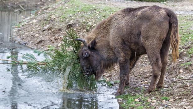 Než zubři vánoční smrčky spořádali, pořádně si s nimi vyhráli. Foto: Petr Hamerník, Zoo Praha.