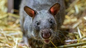 Krysy obrovské sdílejí společnou expozici s kaloni. Foto: Petr Hamerník, Zoo Praha