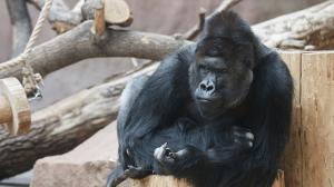 Gorilí samec Richard. Foto: Tomáš Adamec, Zoo Praha