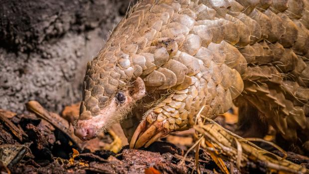 Samice luskouna krátkoocasého Run Hou Tang se zapsala do historie pražské zoologické zahrady jako výjimečné zvíře. Foto: Petr Hamerník, Zoo Praha