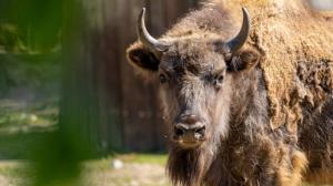 Two-year-old Prixi is the offspring of Tipito and the female Boženka. Both her parents can be seen in the European bison enclosure in the upper part of Prague Zoo. Photo: Oliver Le Que, Zoo Praha 