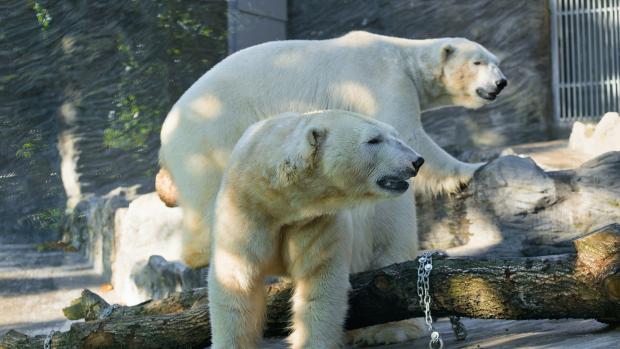 Polar bears Aleut (front) and Gregor (back) getting to know their new home. Warsaw Zoo can now begin some much-needed reconstruction of their polar bear enclosure. Photo Petr Hamerník, Prague Zoo