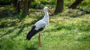 Foto: Petr Hamerník, Zoo Praha