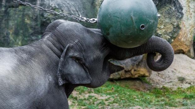 Nové interaktivní hračce věnuje pozornost nejvíc Janita. Foto: Petr Hamerník, Zoo Praha.