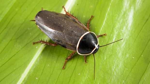 Šváb simandojský. Foto: Petr Hamerník
