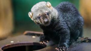 Under the watchful gaze of their mother, the little tayras are venturing from the den more and more often. Visitors can find them in the South American carnivores complex close to the bush dog enclosure. Photo Petr Hamerník, Prague Zoo