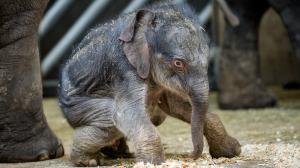 Sloní samička na snímku z této středy. Foto: Petr Hamerník, Zoo Praha