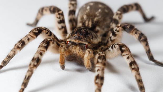 Zoo Praha v neděli slavnostně otevře expozici slíďáka tatarského, největšího druhu pavouka v Evropě. Foto: Vladimír Hula, Mendelova univerzita v Brně.