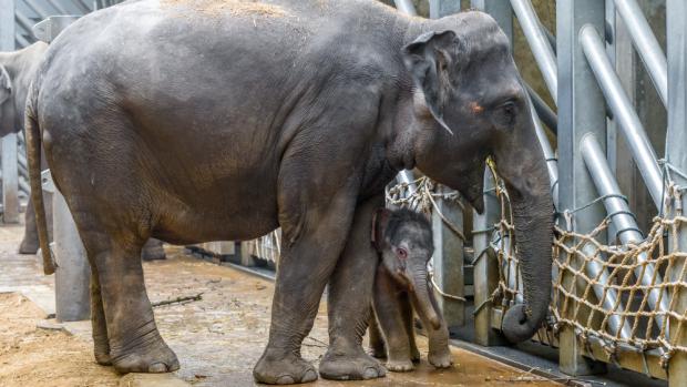 Sameček škádlí tetu Tamaru.  Foto: Petr Hamerník, Zoo Praha	