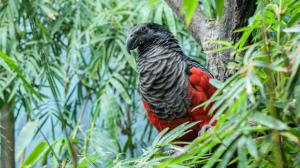 Foto: Petr Hamerník, Zoo Praha