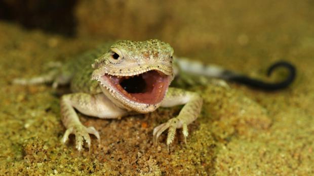 Dvoudenní mládě agamky písečné. Foto: Petr Velenský, Zoo Praha