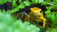 Výstava je pro všechny návštěvníky Zoo Praha zdarma k platné vstupence do zoo a lidé ji mohou navštívit až do poloviny září. Na fotografii je zachycena pralesnička strašná. Foto Petr Hamerník, Zoo Praha 