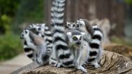 Lemuři kata, foto: Petr Hamerník, Zoo Praha