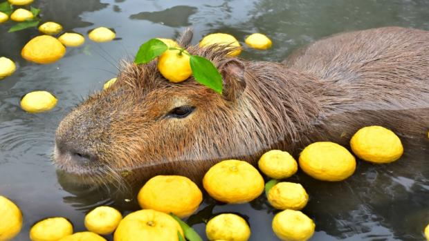 The capybara in the yuzu bath in the picture, which also appeared on the official Twitter profile of the Japanese government in December 2021.