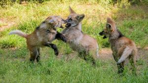 The first offspring of the new breeding pair of maned wolves – Luna, a two-year-old female, and Váňa, a three-year-old male - are already romping around in front of visitors. Photo Petr Hamerník, Prague Zoo
