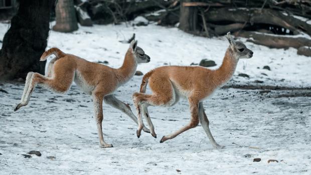 Mláďata lam guanako ve výběhu. Foto: Petr Hamerník, Zoo Praha