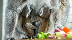 Dvojčata u své matky Móni. Foto: Petr Hamerník, Zoo Praha.