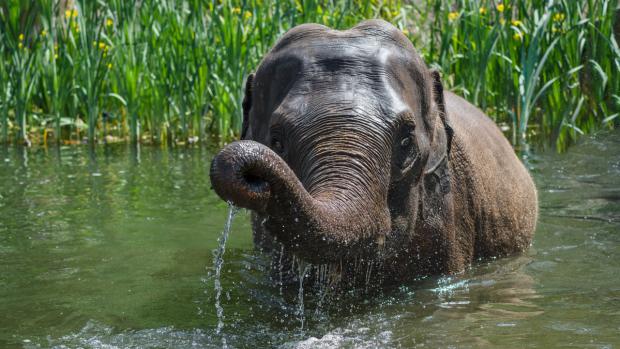 Foto: Petr Hamerník, Zoo Praha 